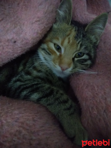 Tekir Kedi, Kedi  4.5 aylık Toprak Hanımefendi fotoğrafı