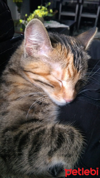 Tekir Kedi, Kedi  4.5 aylık Toprak Hanımefendi fotoğrafı
