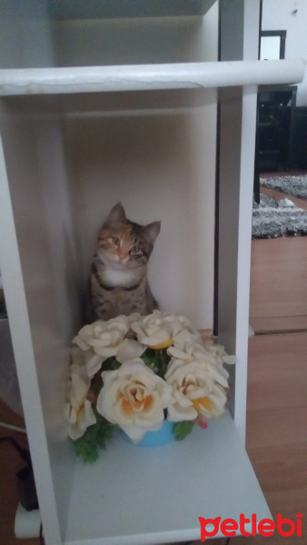 Tekir Kedi, Kedi  4.5 aylık Toprak Hanımefendi fotoğrafı