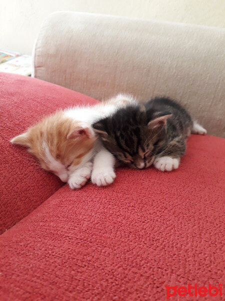 Tekir Kedi, Kedi  Zeytin fotoğrafı