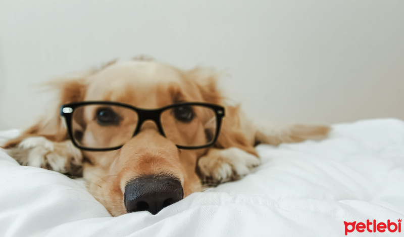 Golden Retriever, Köpek  Rengar fotoğrafı