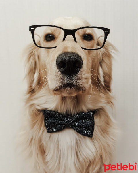 Golden Retriever, Köpek  Rengar fotoğrafı