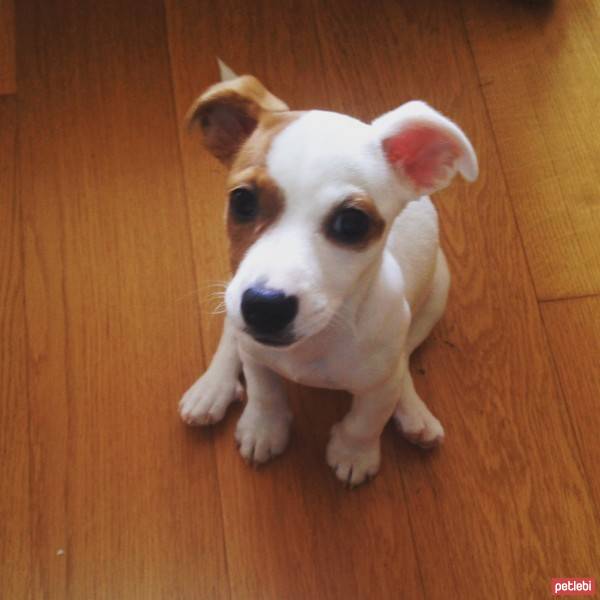 Jack Russell Terrier, Köpek  MİA fotoğrafı