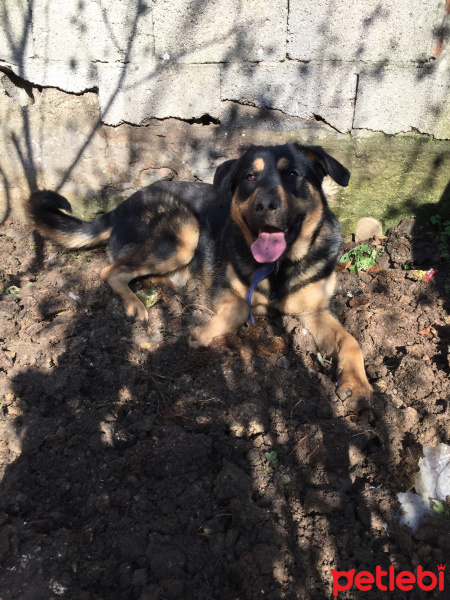 Rottweiler, Köpek  Dost fotoğrafı