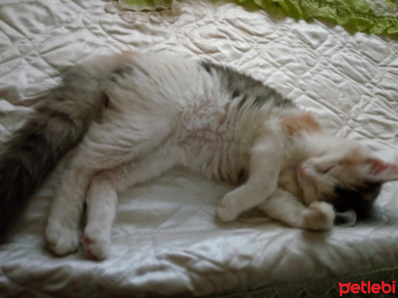 Ankara Kedisi, Kedi  Minnoş fotoğrafı