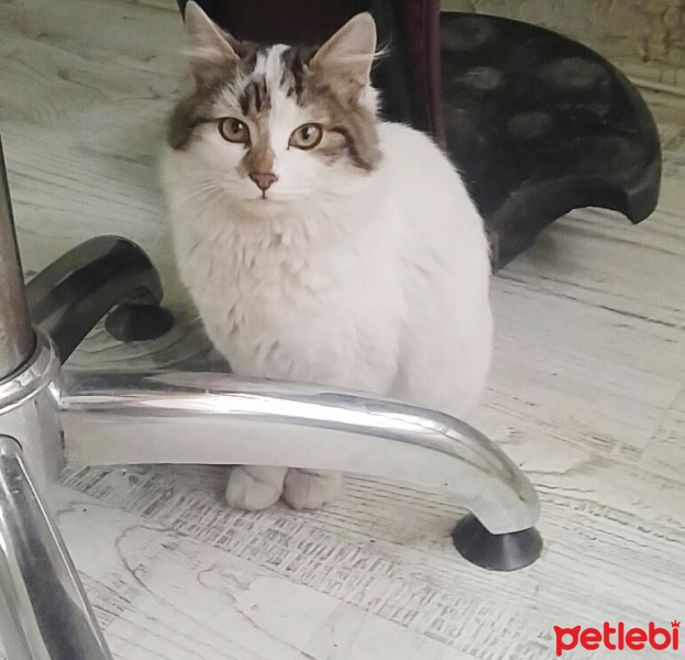 Tekir Kedi, Kedi  Kahve fotoğrafı