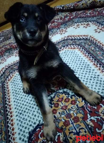 Rottweiler, Köpek  Gece fotoğrafı