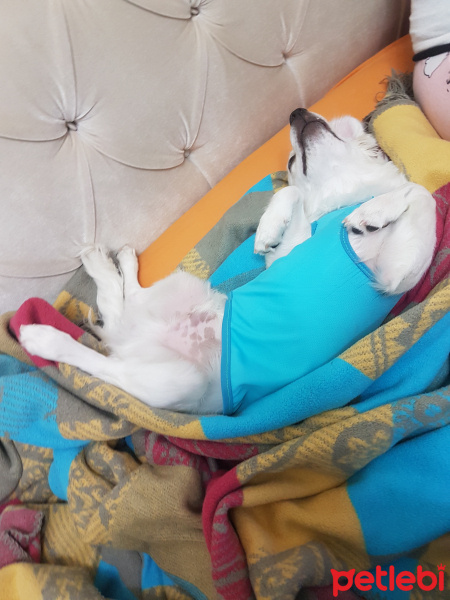 Fox Terrier (Smooth), Köpek  Cesur fotoğrafı