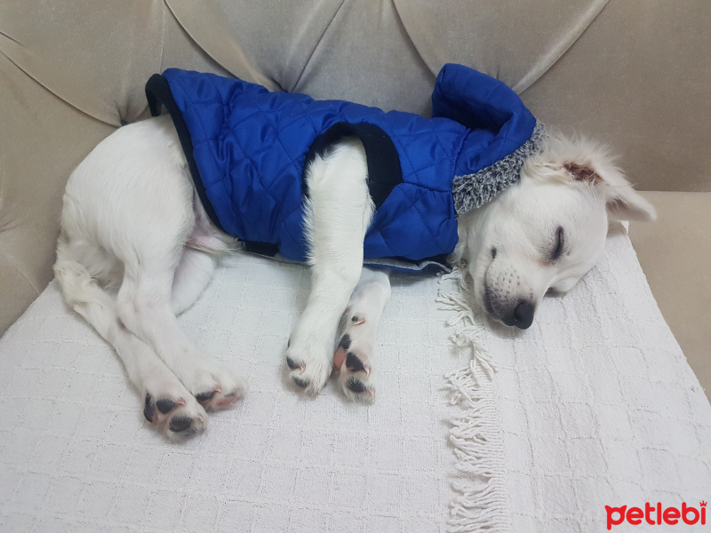 Fox Terrier (Smooth), Köpek  Cesur fotoğrafı