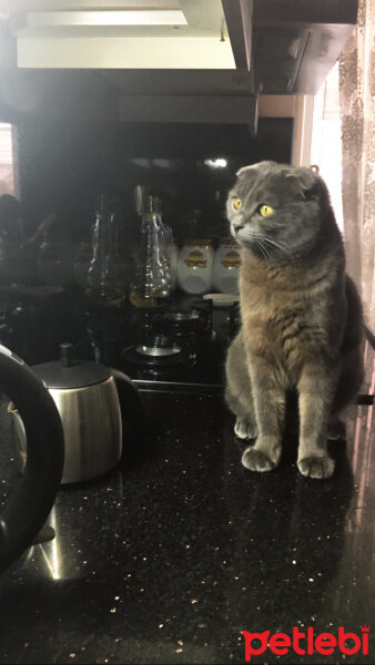 Scottish Fold, Kedi  Bihter fotoğrafı