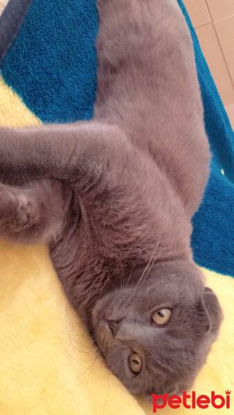 Scottish Fold, Kedi  Bihter fotoğrafı