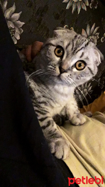 Scottish Fold, Kedi  Puffy fotoğrafı