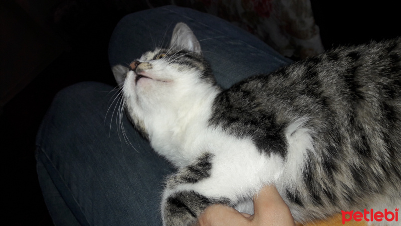 Tekir Kedi, Kedi  Boncugum fotoğrafı