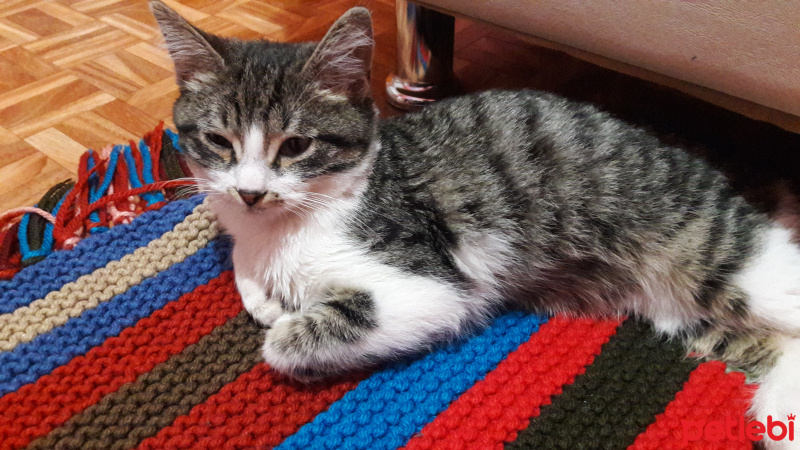 Tekir Kedi, Kedi  Boncugum fotoğrafı