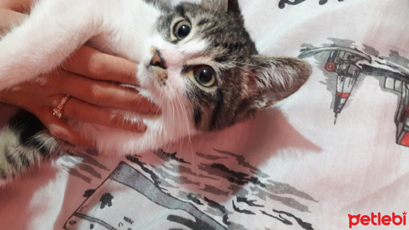 Tekir Kedi, Kedi  Boncugum fotoğrafı