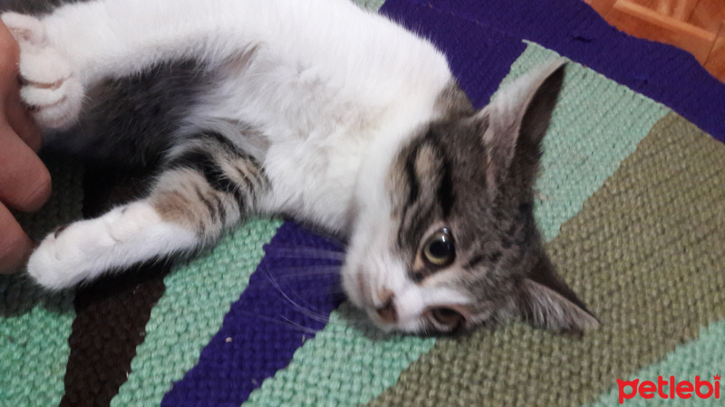 Tekir Kedi, Kedi  Boncugum fotoğrafı