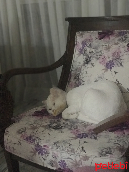 İran Kedisi (Persian), Kedi  Köpük fotoğrafı