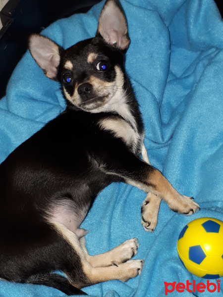 Chihuahua, Köpek  HERKÜL fotoğrafı