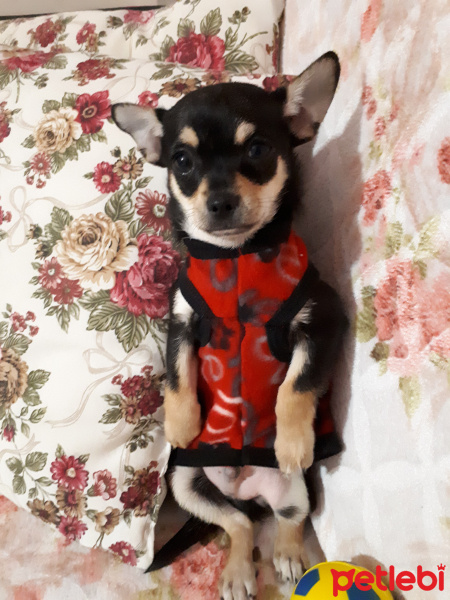 Chihuahua, Köpek  HERKÜL fotoğrafı