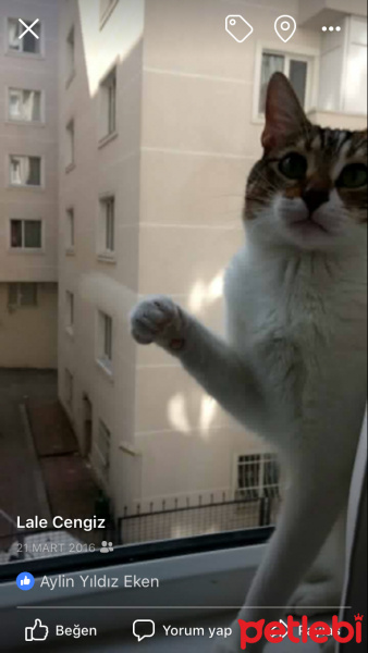Tekir Kedi, Kedi  Sedrik fotoğrafı