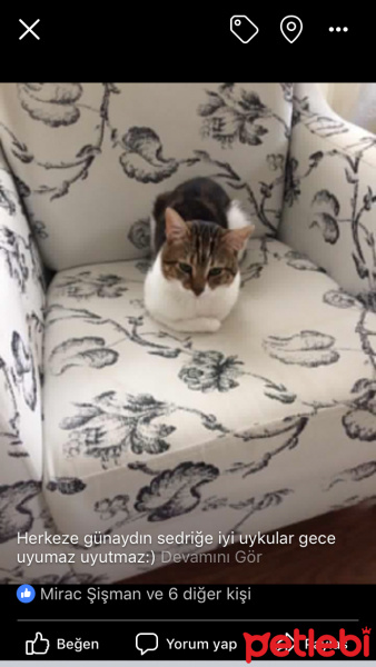 Tekir Kedi, Kedi  Sedrik fotoğrafı