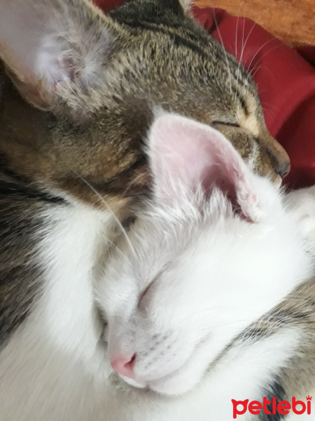 Tekir Kedi, Kedi  Şanslı fotoğrafı