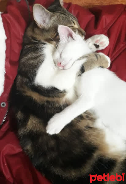 Tekir Kedi, Kedi  Şanslı fotoğrafı