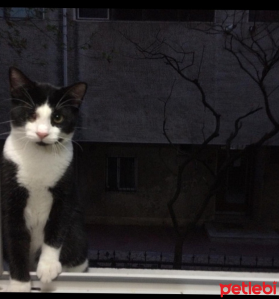 Tekir Kedi, Kedi  Felix fotoğrafı