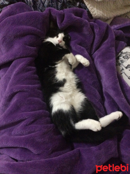Tekir Kedi, Kedi  Felix fotoğrafı