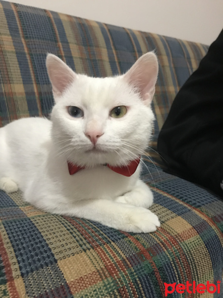 Van Kedisi, Kedi  Eros fotoğrafı