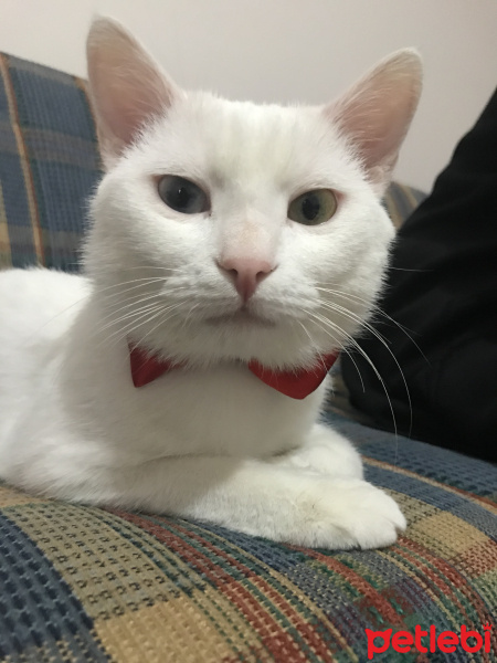 Van Kedisi, Kedi  Eros fotoğrafı