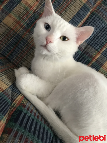 Van Kedisi, Kedi  Eros fotoğrafı