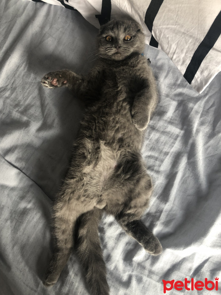 Scottish Fold, Kedi  Chivas fotoğrafı