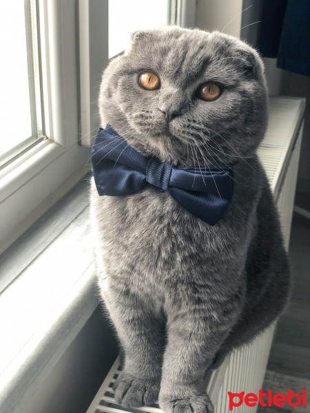 Scottish Fold, Kedi  Chivas fotoğrafı