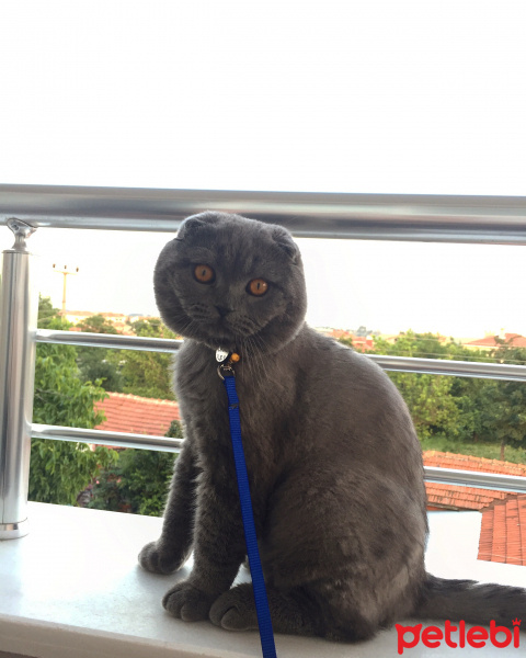 Scottish Fold, Kedi  Chivas fotoğrafı