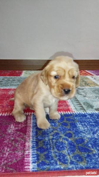 İngiliz Cocker Spaniel, Köpek  shila fotoğrafı