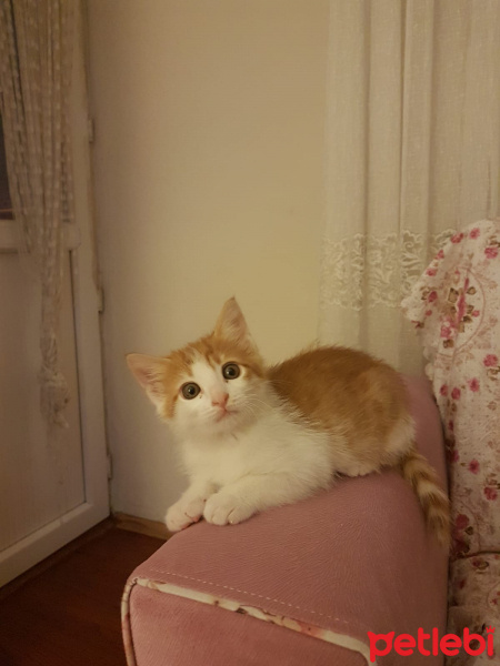 Sarman, Kedi  Leo fotoğrafı