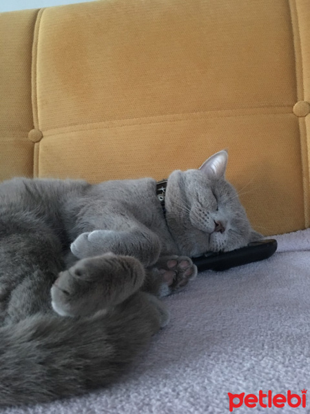 British Shorthair, Kedi  latte fotoğrafı