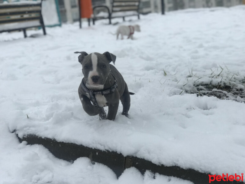 Amerikan Pitbull Terrier, Köpek  Pablo fotoğrafı