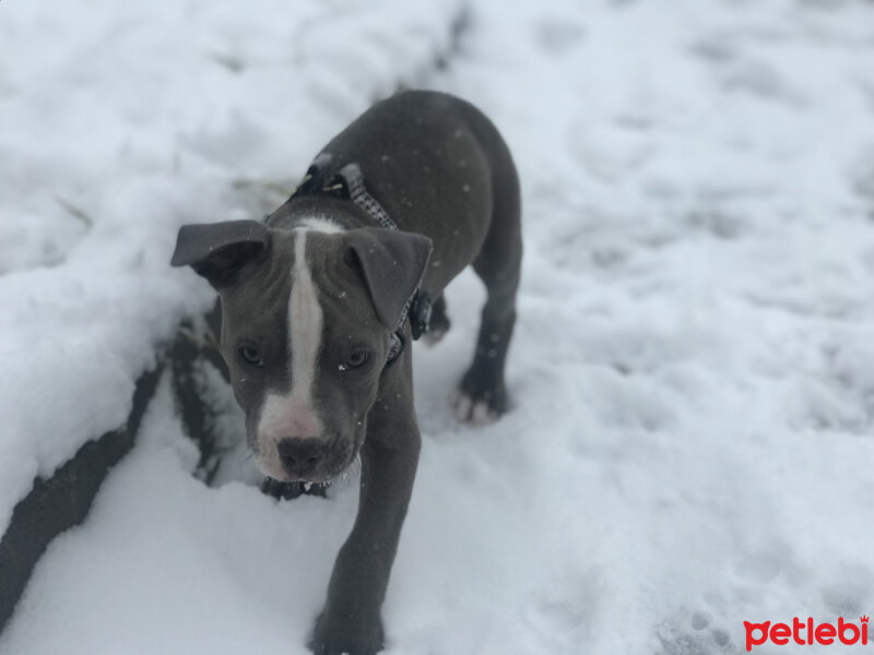 Amerikan Pitbull Terrier, Köpek  Pablo fotoğrafı