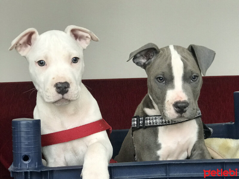 Amerikan Pitbull Terrier, Köpek  Pablo fotoğrafı