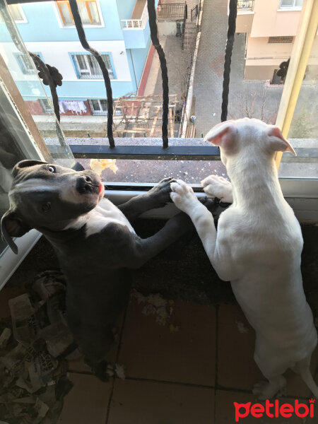 Amerikan Pitbull Terrier, Köpek  Pablo fotoğrafı