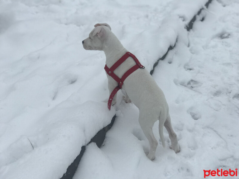 Amerikan Pitbull Terrier, Köpek  Coco fotoğrafı