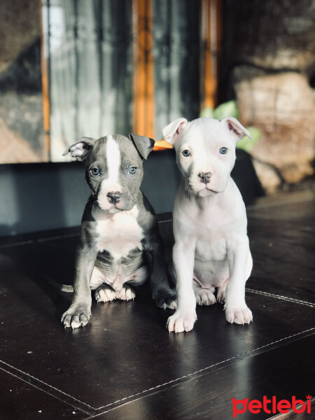 Amerikan Pitbull Terrier, Köpek  Coco fotoğrafı