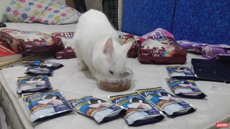 Ankara Kedisi, Kedi  Rakı fotoğrafı