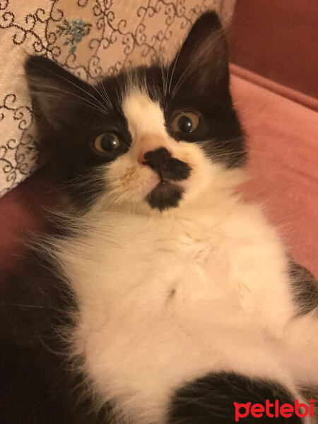 Tuxedo (Smokin) Kedi, Kedi  Zeyna fotoğrafı