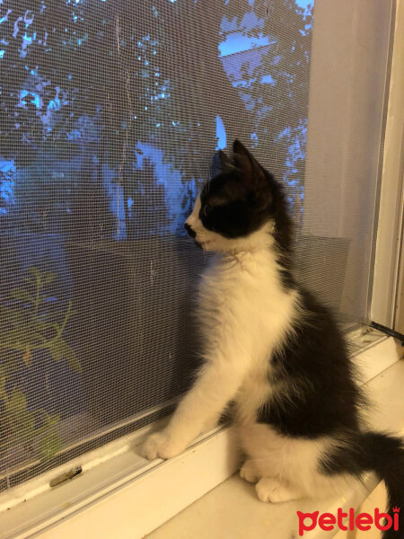 Tuxedo (Smokin) Kedi, Kedi  Zeyna fotoğrafı