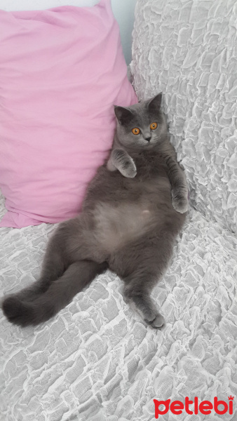 British Shorthair, Kedi  Kontes fotoğrafı