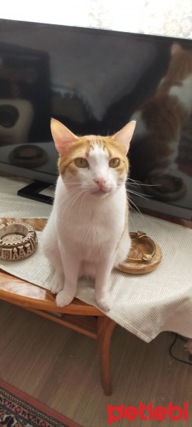 Tekir Kedi, Kedi  KARAMEL fotoğrafı