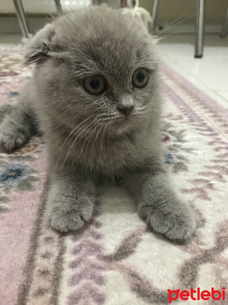 Scottish Fold, Kedi  Yok fotoğrafı